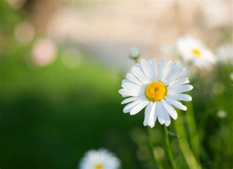 黃雛菊花語|雛菊的花語及傳說